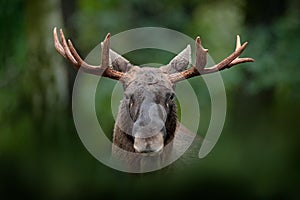 Detail portrait of elk, moose. Moose, North America, or Eurasian elk, Eurasia, Alces alces in the dark forest during rainy day. Be