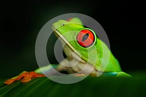 Detail portrait of frog with red eyes. Red-eyed Tree Frog, Agalychnis callidryas, in the nature habitat, Panama. Beautiful frog si