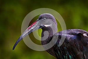 Detail portrait Hadada Ibis, Bostrychia hagedash, bird with long bill sitting on the branch, in the nature habitat, Lake Awassa,