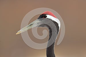 Detail portrait of Japan crane, red cap. Art view on bird portrait. Red-crowned crane, Grus japonensis, head portrait with white a