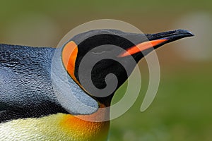 Detail portrait of king penguin in Antartica