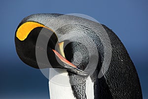 Detail portrait of king penguin cleaning plumage in Antartica