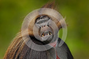 Detail portrait of monkey. Portrait of Gelada Baboon with open muzzle with tooths. Portrait of monkey from African mountain.