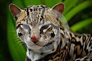 Detail portrait of ocelot, nice cat margay sitting on the branch in the costarican tropical forest, animal in the nature habitat