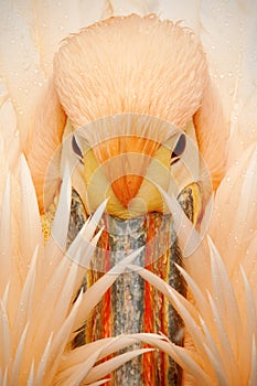 Detail portrait of orange and pink bird pelican with feathers over bill