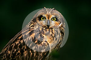 Detail portrait of owl, fixed eyes. Short-eared Owl, Asio flammeus, sitting on the spruce tree. Bird in the habitat, beautiful yel