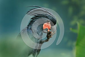 Detail portrait of Palm cockatoo Probosciger aterrimus. Dark parrot in green forest habitat, holding talon with food in bill.