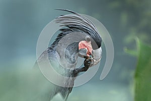 Detail portrait of Palm cockatoo, Probosciger aterrimus. Dark parrot in green forest habitat, holding talon with food in bill.