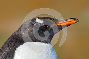 Detail portrait of penguin. Gentoo penguin, Pygoscelis papua, Falkland Islands. Head of bird from Antarctica. wildlife scene from