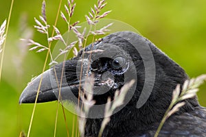 Detail portrait of raven hidden in grass. Black bird raven with open beak sitting on the meadow. Close-up of black bird with thick