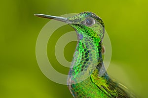 Detail portrait of shinne green glossy bird. Beautiful scene with shiny bird. Green hummingbird Green-crowned Brilliant