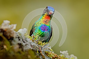 Detail portrait of shiny bird. Fiery-throated Hummingbird, Panterpe insignis, colour bird sitting on larch branch. Red glossy humm