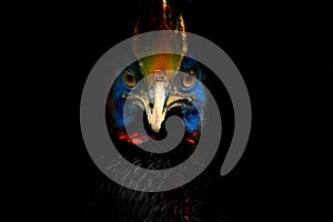 Detail portrait of Southern cassowary, Casuarius casuarius, known as double-wattled cassowary. Australian big forest bird from