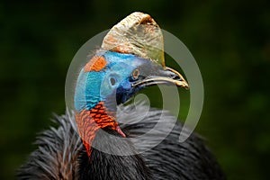 Detail portrait of Southern cassowary, Casuarius casuarius, known as double-wattled cassowary. Australian big forest bird from