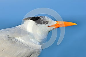 Detail portrait of tern. Tern in the water, cleaning plumage. Royal Tern, Sterna maxima or Thalasseus maximus, seabird on the beac