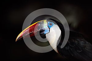 Detail portrait of toucan. Bill toucan portrait. Beautiful bird with big beak. Big bill bird White-throated toucan, Ramphastos