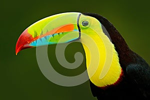 Detail portrait of toucan. Bill toucan portrait. Beautiful bird with big beak. Toucan. Big beak bird Chesnut-mandibled sitting on