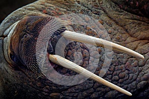 Detail portrait of Walrus with big white tusk, Odobenus rosmarus, big animal in nature habitat on Svalbard, Norway