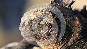 Detail portrait of watchful marine iguana