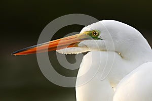 Detail portrait of water bird. White heron, Great Egret, Egretta alba, standing in the water in the march. Beach in Florida, USA.