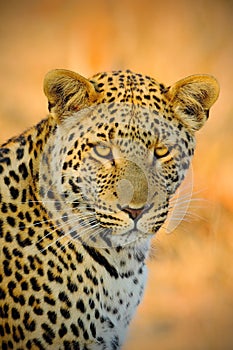 Detail portrait of wild cat. African Leopard, Panthera pardus shortidgei, Hwange National Park, Zimbabwe, portrait portrait eye to photo