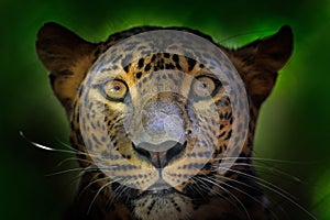 Detail portrait of wild cat. Sri Lankan leopard, Panthera pardus kotiya, Big spotted cat lying on the tree in the nature habitat,