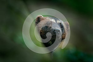 Detail portrait of wild wolverine. Face portrait of wolverine. Hidden Wolverine in Finland tajga. Animal in stone forest. Raptor i photo