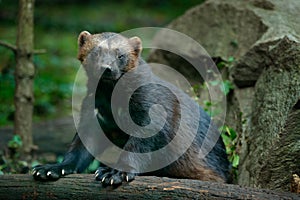 Detail portrait of wild wolverine. Face portrait of wolverine. Running tenacious Wolverine in Finland tajga. Danger animal in the