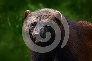 Detail portrait of wild wolverine. Face portrait of wolverine. Running tenacious Wolverine in Finland tajga. Wolverine in the fore