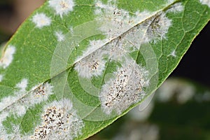 Detail of powdery mildew, plant disease