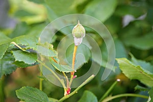 Detail of powdery mildew, plant disease - affected rose flower