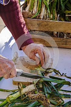 Detail of the preparation of calÃ§ots or tender onions