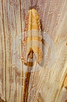 Detail of a pressed Flower