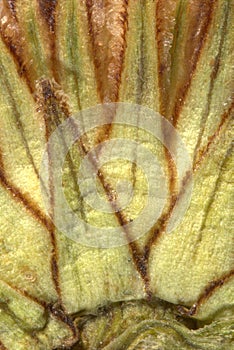 Detail of a pressed Flower