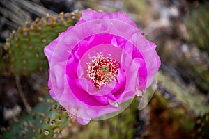 Detail of prickly pearin the wilds