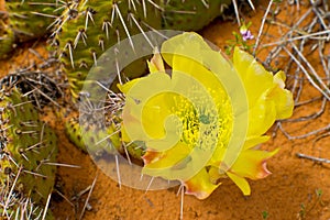 Detail of prickly pearin the wilds