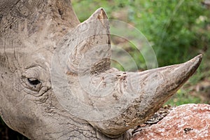 Detail of the prized horns of a white rhinoceros