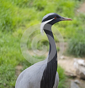 Detail profile portrait of beautiful Demoiselle Crane, Anthropoides virgo. Bird in green nature habitat. Wildlife scene