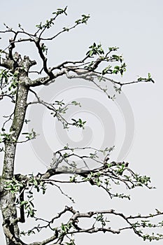 Detail of pruned quince tree