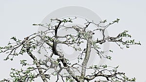Detail of pruned quince tree
