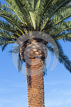 Detail of the pruning of a palm tree, Phoenix canariensis, sunny day with blue sky. Arecaceae. Liliopsida. vertical photograph