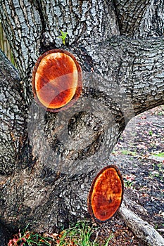 Detail of Pruning Stumps on Old Tree