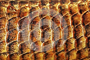 Detail of Pseudopus apodus scales photo