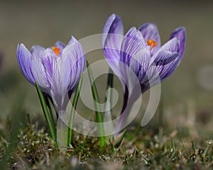 Crocus, Spring Flowers