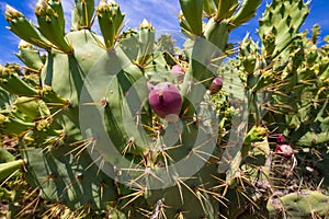 Detail of purple fig fruit in cactus opuntia ficus-indica