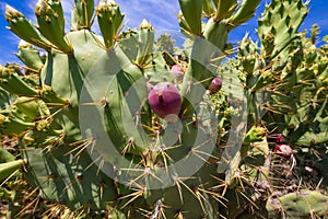 Detail of purple fig fruit in cactus opuntia ficus-indica photo