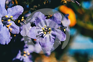 Detail of a purple flower of polemonium caeruleum