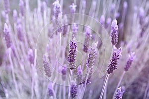 Detail of purple lavender flower