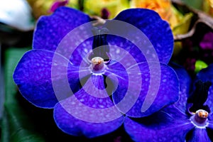 Detail of a purple orchid flower