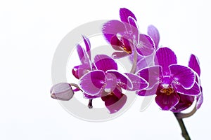 Detail of purple orchids